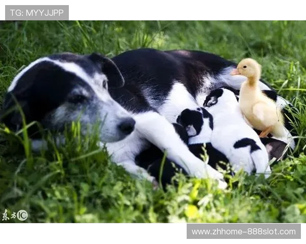 《寻找小鸭子游戏中最后一只鸭子的神秘位置揭晓》